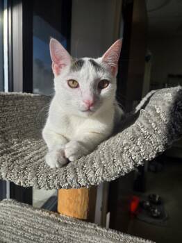 Rescue Domestic Short Hair Cats for Adoption in Greenwood, Indiana - Spy | PetCurious