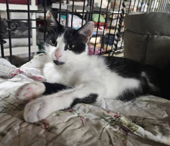 Rescue Domestic Short Hair Cats for Adoption in Penndel, Pennsylvania - Purina | PetCurious