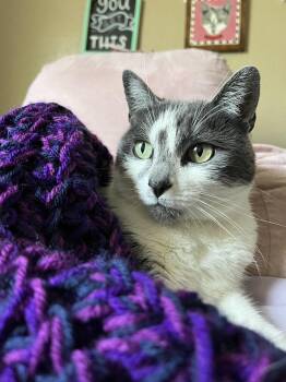 Rescue Domestic Short Hair Cats for Adoption in Folsom, California - Molly Louise | PetCurious