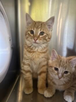 Rescue Domestic Short Hair Cats for Adoption in Sioux City, Iowa - Sunny | PetCurious