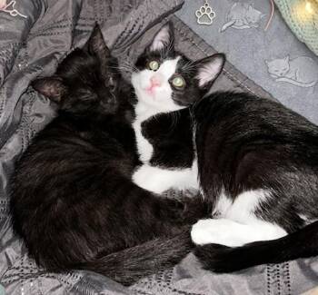 Domestic Short Hair Cats Available for Adoption in North Highlands, California - WisteriaQ & AsterQ | PetCurious