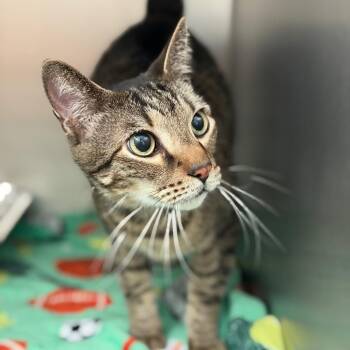 Domestic Short Hair Cats Available for Adoption in Sarasota, Florida - Camel | PetCurious