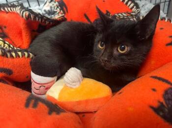 Rescue Domestic Short Hair Cats for Adoption in Raleigh, North Carolina - Numa | PetCurious