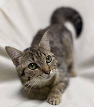 Twilight -  Domestic Short Hair Cat for Adoption in Jackson, Michigan - Twilight | PetCurious