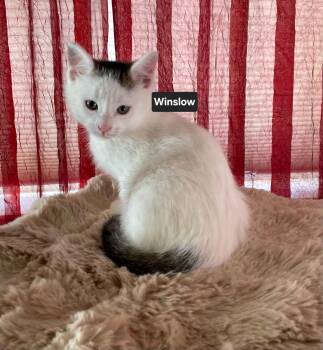 Winslow -  Domestic Medium Hair Cat for Adoption in Wyandotte, Michigan - Winslow | PetCurious