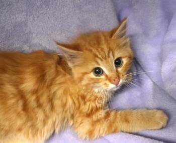 Gingersnap -  Domestic Medium Hair Cat for Adoption in Thief River Falls, Minnesota - Gingersnap | PetCurious