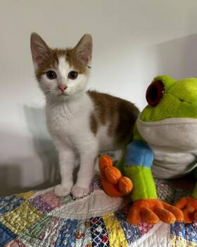 Mage -  Tabby and Domestic Medium Hair Cat for Adoption in Georgetown, Kentucky - Mage | PetCurious