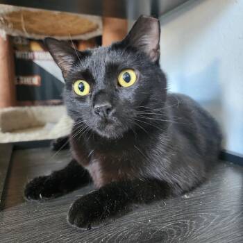 Rescue Domestic Short Hair Cats for Adoption in Los Angeles, California - Sesame | PetCurious