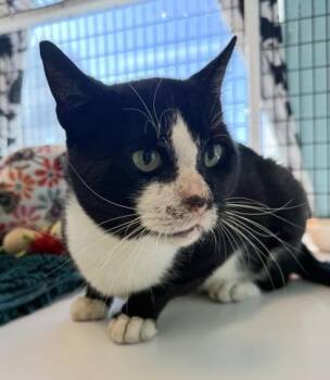 CHAPO -  Domestic Short Hair Cat for Adoption in Fernandina Beach, Florida - CHAPO | PetCurious