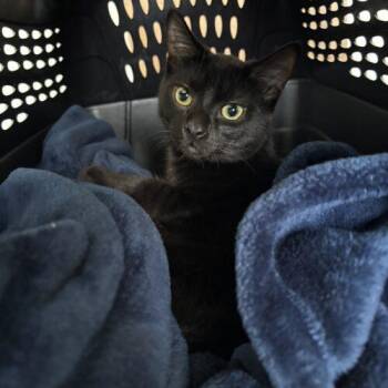 Domestic Short Hair Cats Available for Adoption in Kenosha, Wisconsin - Jonah | PetCurious