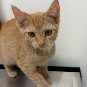 Flat Out Fabulous -  Domestic Short Hair Cat for Adoption in Nashville, Tennessee - Flat Out Fabulous | PetCurious