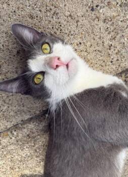 Carly 5418 -  Domestic Short Hair Cat for Adoption in Dallas, Texas - Carly 5418 | PetCurious
