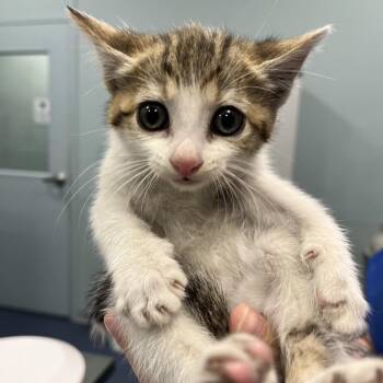 Domestic Short Hair Cats Available for Adoption in Greensboro, North Carolina - Rolling Pin | PetCurious