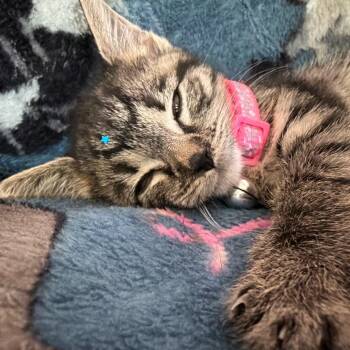 Junie -  Domestic Short Hair Cat for Adoption in Chattanooga, Tennessee - Junie | PetCurious