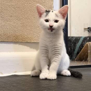 Pixel -  Domestic Short Hair Cat for Adoption in Bel Air, Maryland - Pixel | PetCurious
