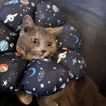 Domestic Short Hair Cats Available for Adoption - Chef | PetCurious