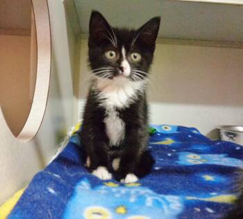 Domestic Short Hair Cats Available for Adoption in Delhi, New York - BADLANDS | PetCurious