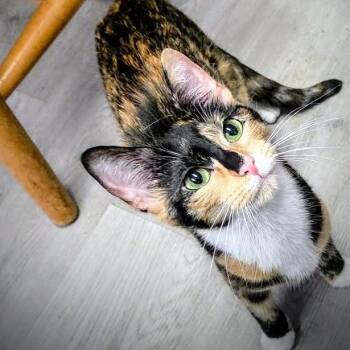 Gloriana -  Domestic Short Hair Cat for Adoption in Greensburg, Pennsylvania - Gloriana | PetCurious