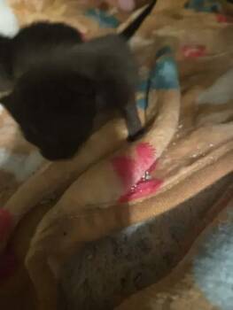 Domestic Short Hair Cats Available for Adoption in Wyoming, Michigan - Romulus | PetCurious