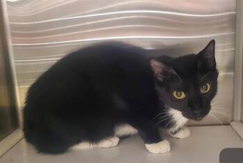 Domestic Short Hair Cats Available for Adoption in St. Louis, Missouri - ROMI | PetCurious