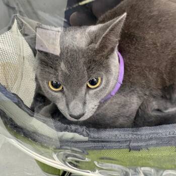 Graycee -  Domestic Short Hair Cat for Adoption in Newark, New Jersey - Graycee | PetCurious