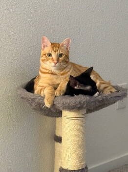 Rescue Domestic Short Hair and Manx Cats for Adoption in Mckinney, Texas - Leo | PetCurious