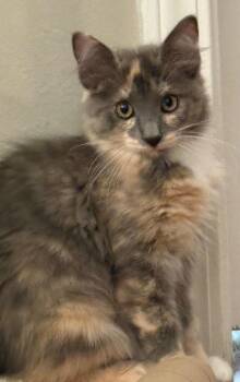 Pink -  Domestic Medium Hair Cat for Adoption in Nashville, Tennessee - Pink | PetCurious