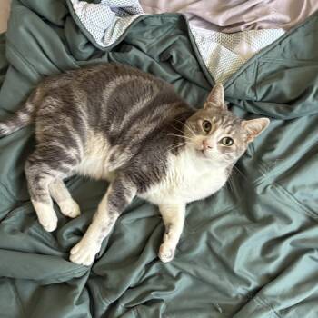 Bandit -  Domestic Short Hair Cat for Adoption in Los Angeles, California - Bandit | PetCurious