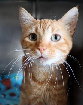 Domestic Short Hair Cats Available for Adoption - Breadstick | PetCurious