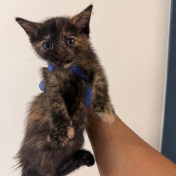 Gombus -  Domestic Short Hair Cat for Adoption - Gombus | PetCurious