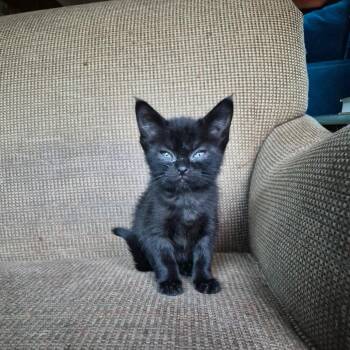 Abby -  Domestic Short Hair Cat for Adoption in Richland, Michigan - Abby | PetCurious