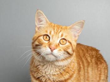 Domestic Short Hair Cats Available for Adoption in Longmont, Colorado - Tutu | PetCurious