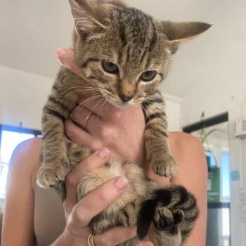 Violet -  Domestic Short Hair Cat for Adoption in Chapel Hill, North Carolina - Violet | PetCurious