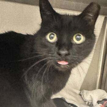 Kitty -  Domestic Short Hair Cat for Adoption in Franklin, Tennessee - Kitty | PetCurious