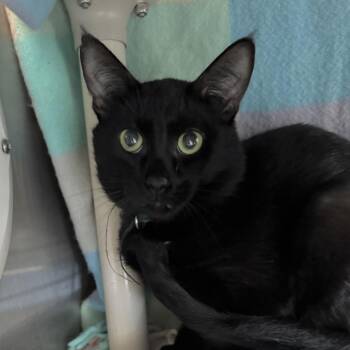 Domestic Short Hair Cats Available for Adoption in West Olive, Michigan - Poem | PetCurious