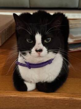 Ava -  Domestic Short Hair Cat for Adoption in Magnolia, Texas - Ava | PetCurious