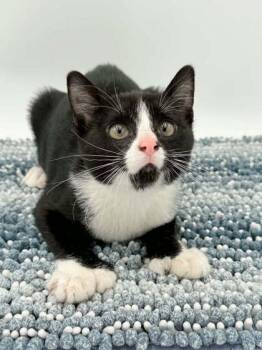 Louie -  Domestic Short Hair Cat for Adoption in Bowling Green, Kentucky - Louie | PetCurious
