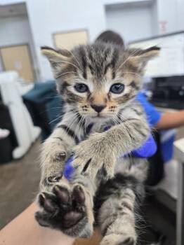 Rescue Domestic Short Hair Cats for Adoption in Dallas, Texas - TOKYO | PetCurious