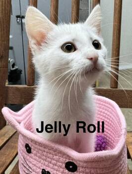 Rescue Domestic Short Hair Cats for Adoption in Beckley, West Virginia - Jelly Roll | PetCurious