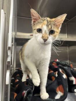 Aruba -  Domestic Short Hair Cat for Adoption in Hilton Head Island, South Carolina - Aruba | PetCurious