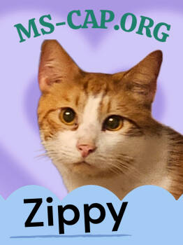 Rescue Tabby Cats for Adoption in Biloxi, Mississippi - Zippy | PetCurious