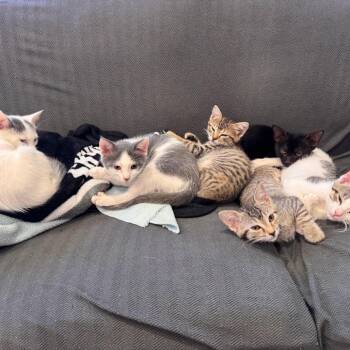 Lagoon -  Domestic Short Hair Cat for Adoption in Bentonville, Arkansas - Lagoon | PetCurious