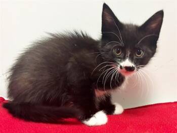 LEX -  Domestic Short Hair Cat for Adoption in Sacramento, California - LEX | PetCurious