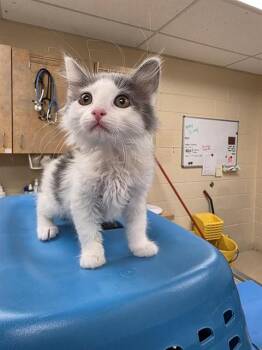 DARLENE -  Domestic Long Hair Cat for Adoption in Aliquippa, Pennsylvania - DARLENE | PetCurious