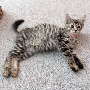Hawk -  Domestic Long Hair and Tabby Cat for Adoption in Grand Rapids, Michigan - Hawk | PetCurious