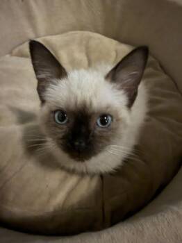 Meow -  Siamese Cat for Adoption in Chicago, Illinois - Meow | PetCurious