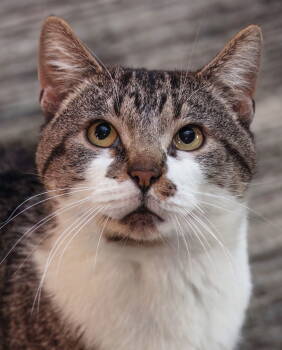 Rescue Domestic Short Hair Cats for Adoption in Walled Lake, Michigan - Raspy | PetCurious