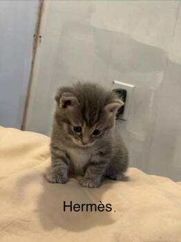 Domestic Short Hair Cats Available for Adoption in Hamilton, Ohio - Hermès | PetCurious