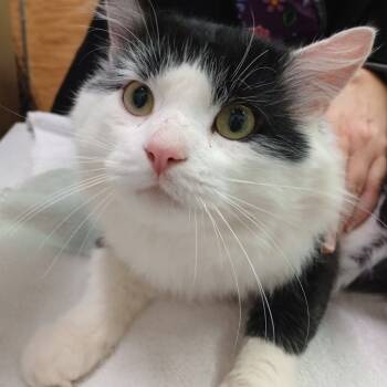 Rescue Domestic Medium Hair Cats for Adoption in Grand Rapids, Minnesota - Jasper | PetCurious