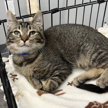 Rescue Domestic Short Hair Cats for Adoption in Buffalo, New York - Melon | PetCurious